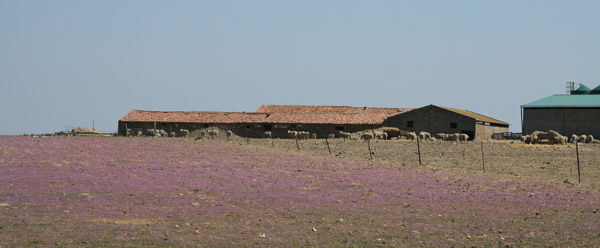 Boerderij